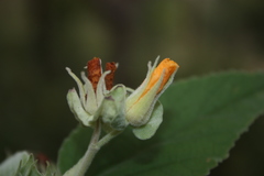 Melhania hamiltoniana